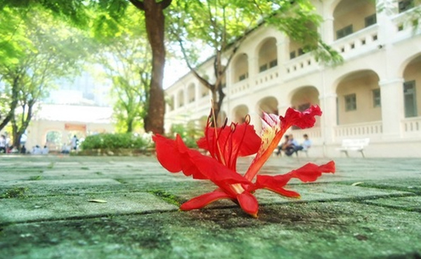 Mái Trường Thân Thương