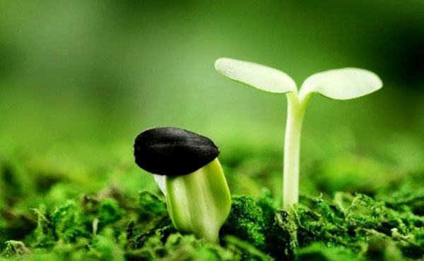 Khởi Đầu Bé Nhỏ, Cuối Cùng Lớn Nhất - Chúa Nhật 11 Thường Niên Năm B